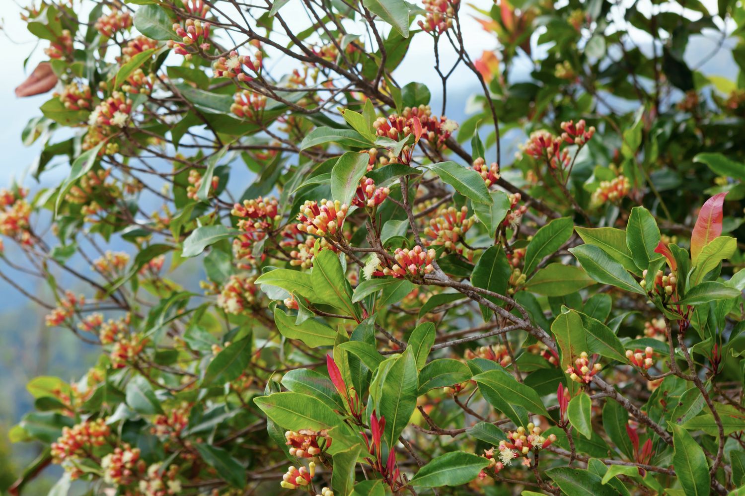 cloves Plantation